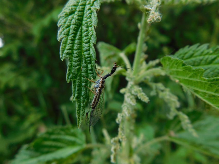 Raphidioptera - Tevenyakú-fátyolkák