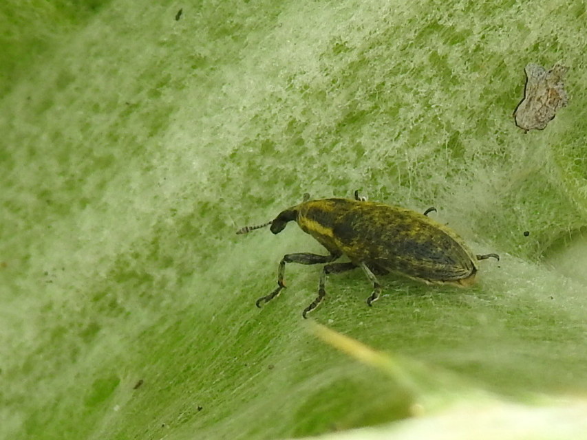 Lixus cardui/filiformis