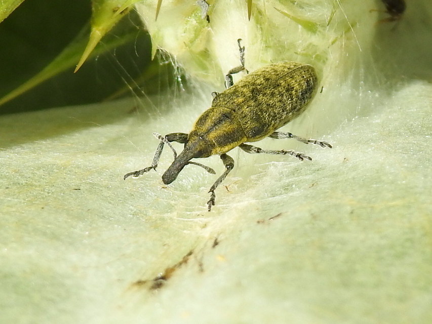 Lixus cardui/filiformis