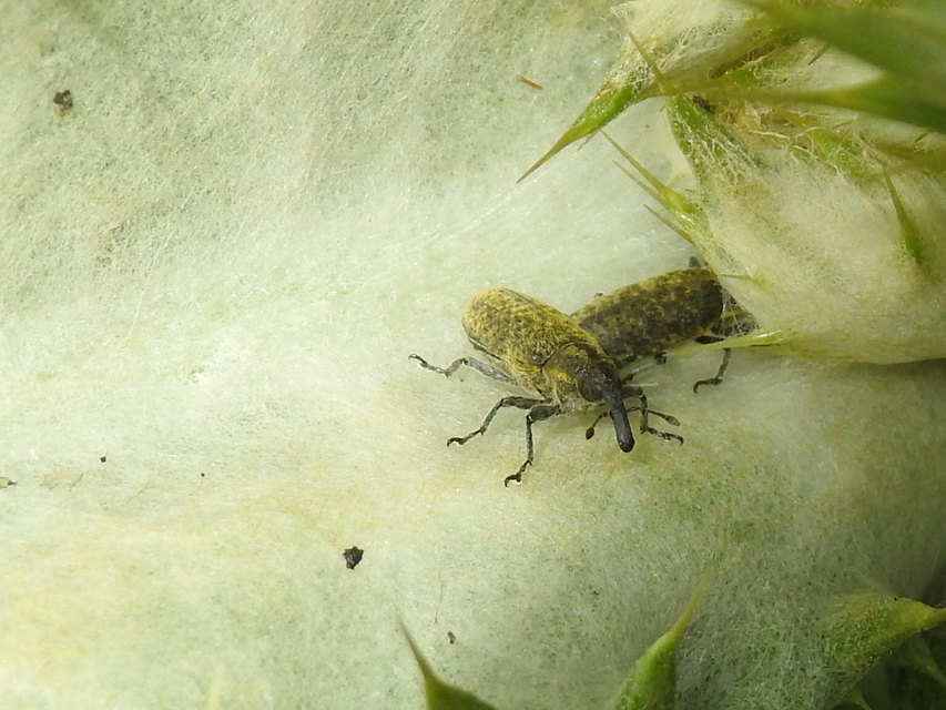 Lixus cardui/filiformis
