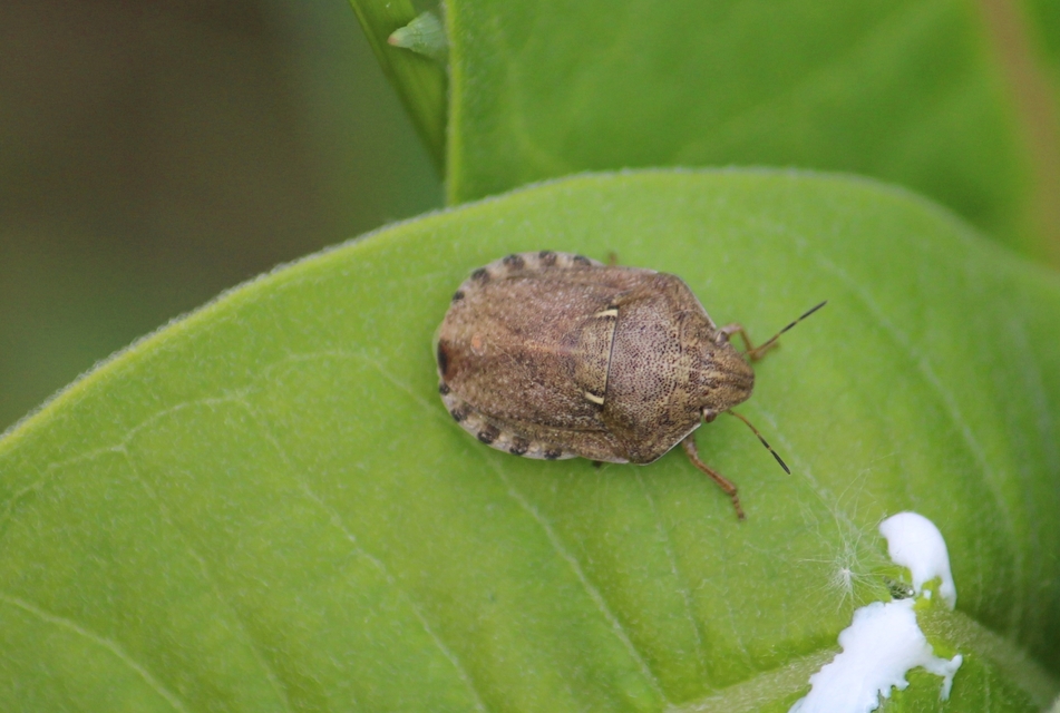 Eurygaster