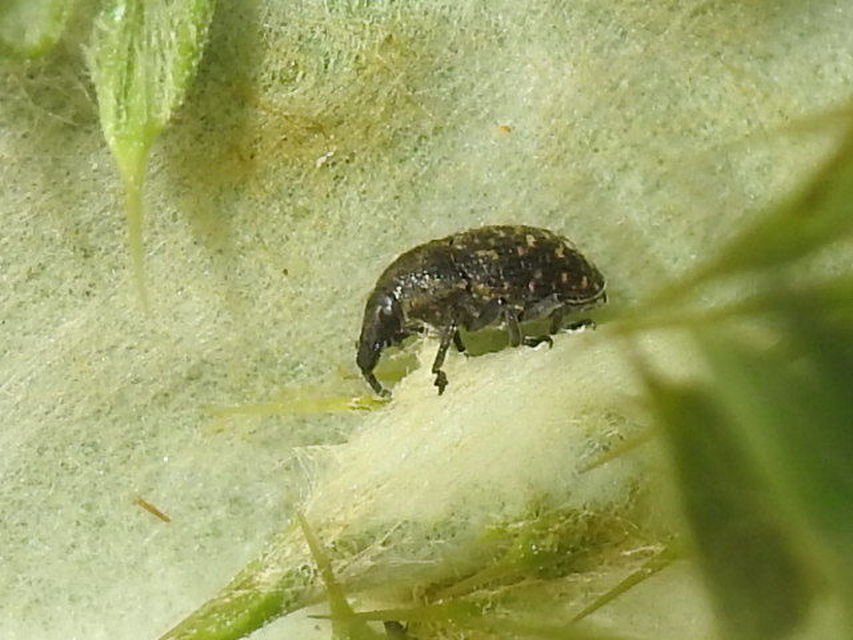 Larinus turbinatus - kúposorrú púderbarkó