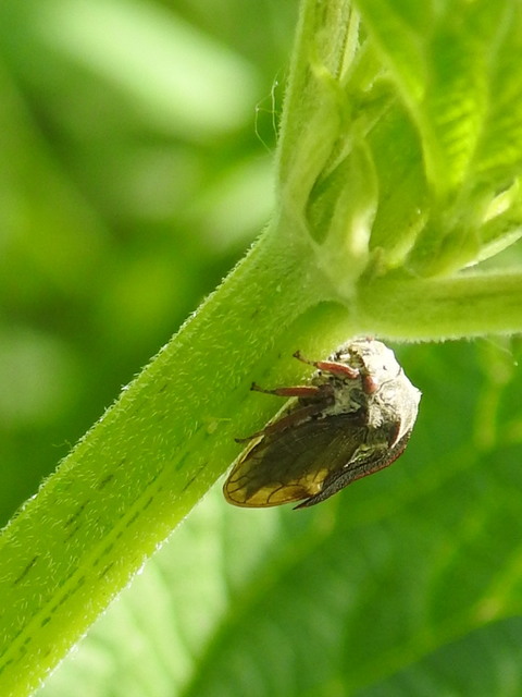Centrotus cornutus - szarvaskabóca