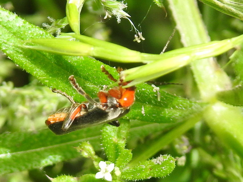 Cantharis livida - mezei lágybogár