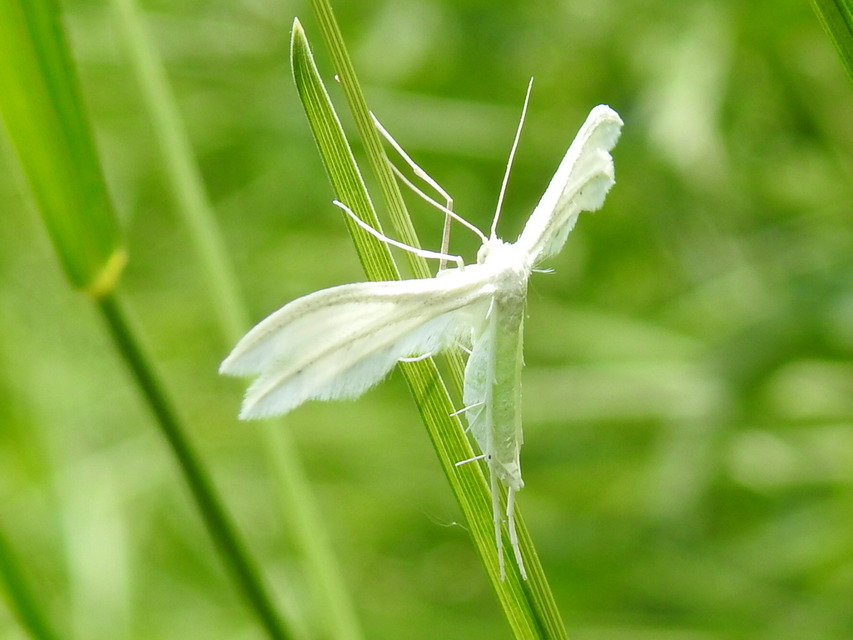 Pterophorus pentadactyla - fehér tollasmoly