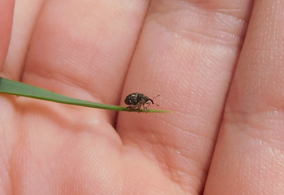 Nedyus quadrimaculatus - közönséges csalánormányos