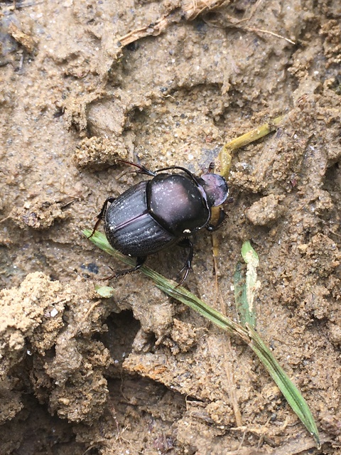 Onthophagus taurus - szarvas trágyatúró