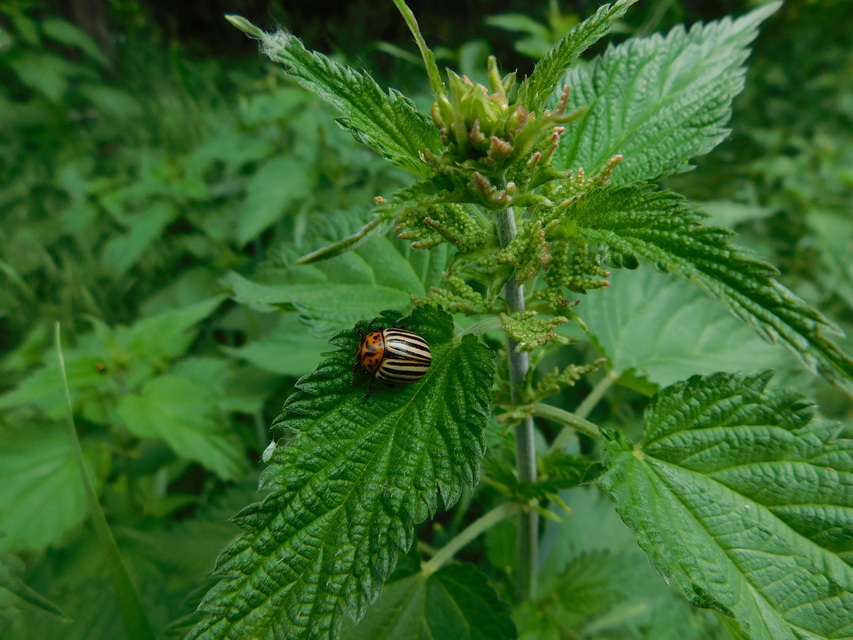 Leptinotarsa decemlineata - burgonyabogár