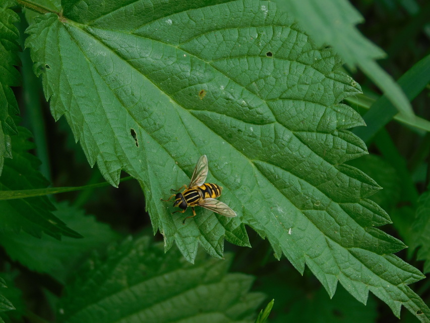 Helophilus pendulus - közönséges mocsárilégy