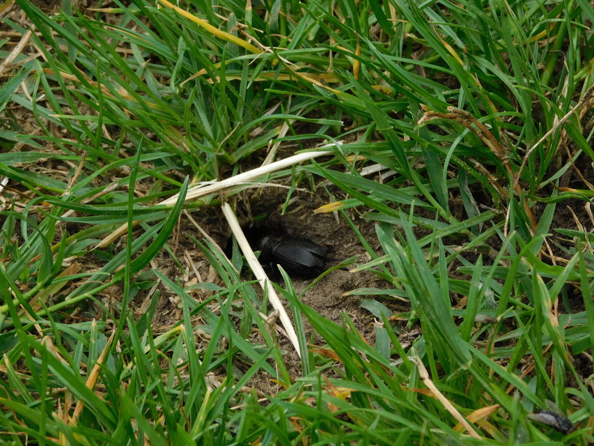 Gryllus campestris - mezei tücsök