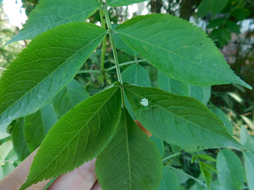 Ebrechtella tricuspidata - alakoskodó karolópók