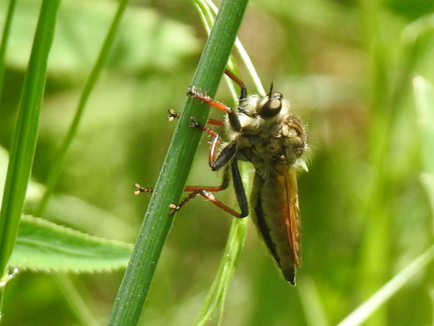 Echthistus rufinervis
