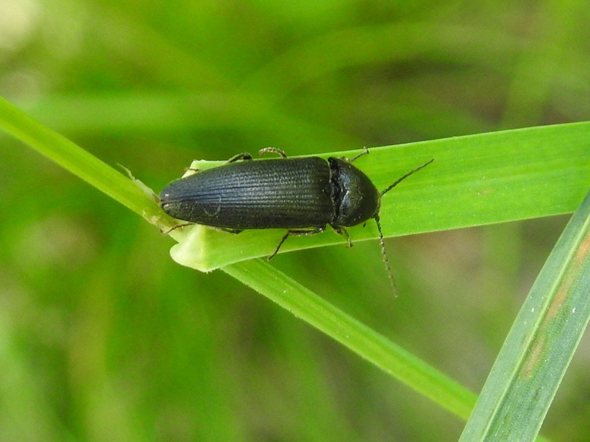 Melanotus