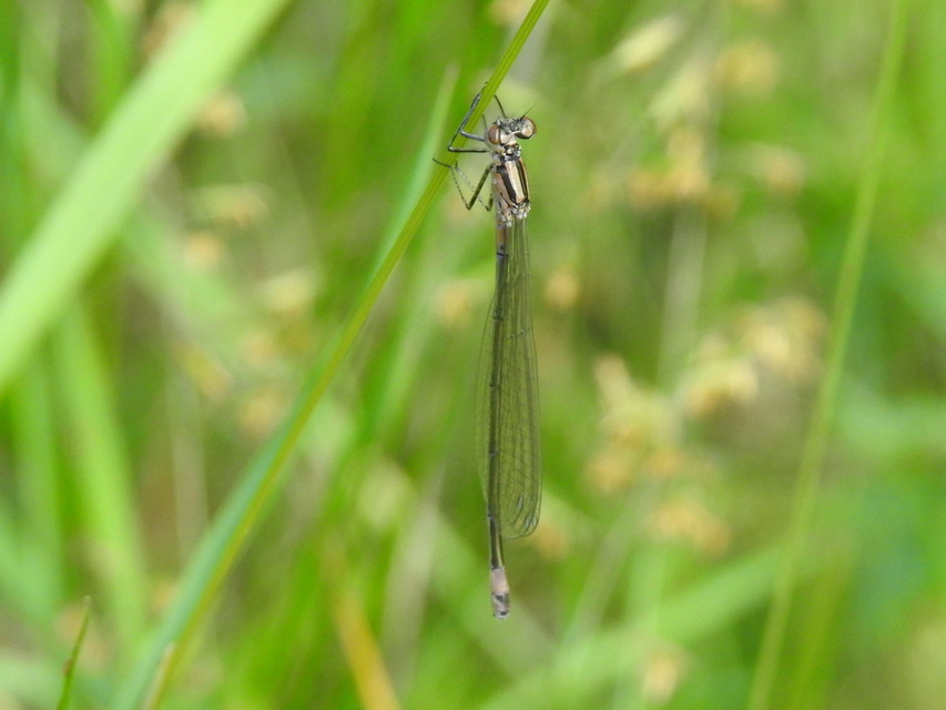 Coenagrion pulchellum - karcsú légivadász Coenagrion pulchellum - karcsú légivadász