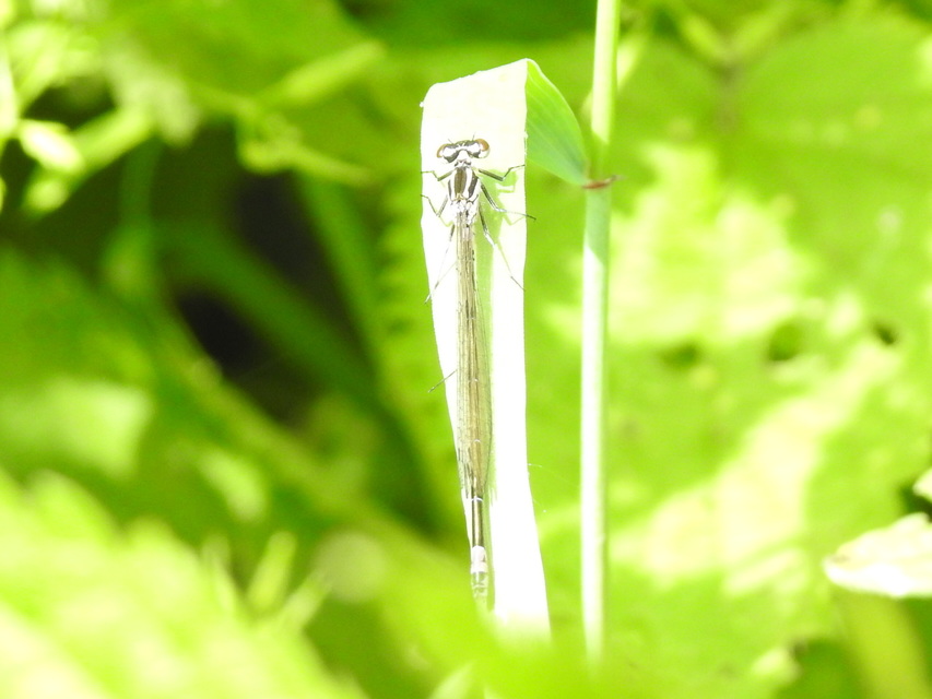 Coenagrion pulchellum - karcsú légivadász Coenagrion pulchellum - karcsú légivadász