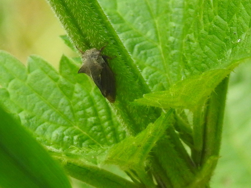 Centrotus cornutus - szarvaskabóca