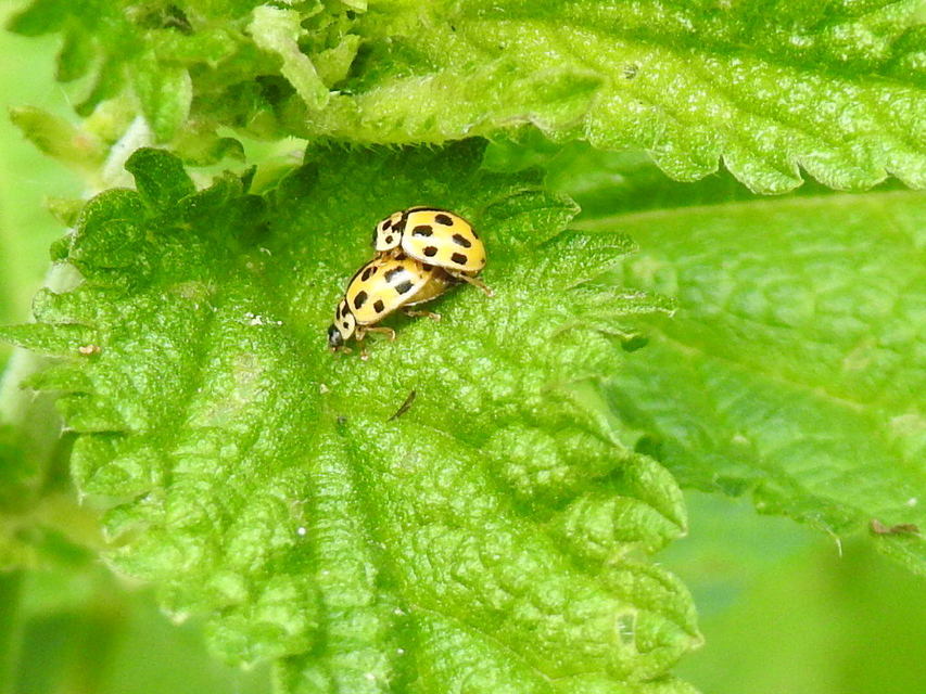 Propylea quatuordecimpunctata - tizennégypettyes füsskata