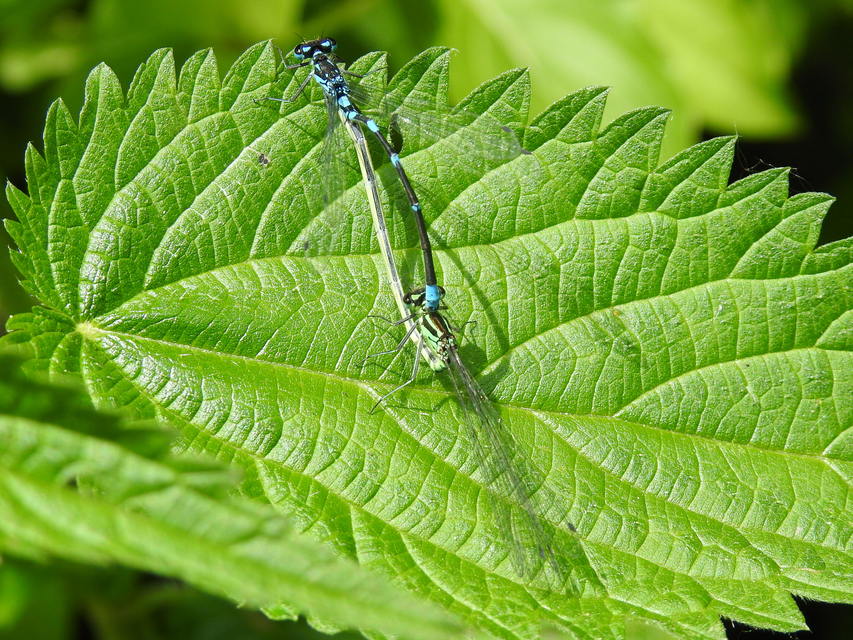 Coenagrion pulchellum - karcsú légivadász Coenagrion pulchellum - karcsú légivadász