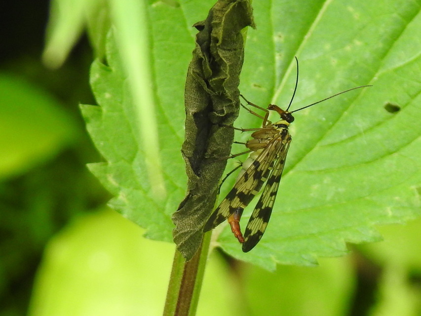 Panorpa vulgaris