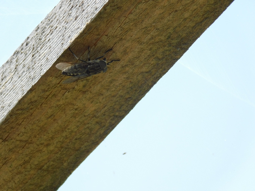 Tabanus