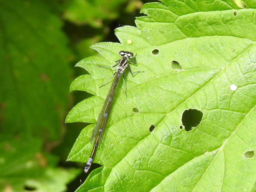 Coenagrion pulchellum - karcsú légivadász Coenagrion pulchellum - karcsú légivadász