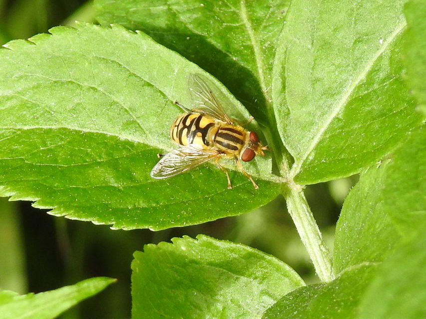 Parhelophilus