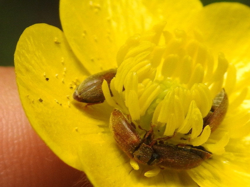 Byturus ochraceus - gyömbérgyökérbogár