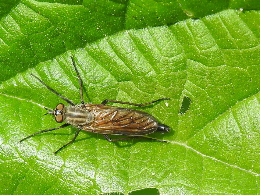 Therevidae - tőröslegyek