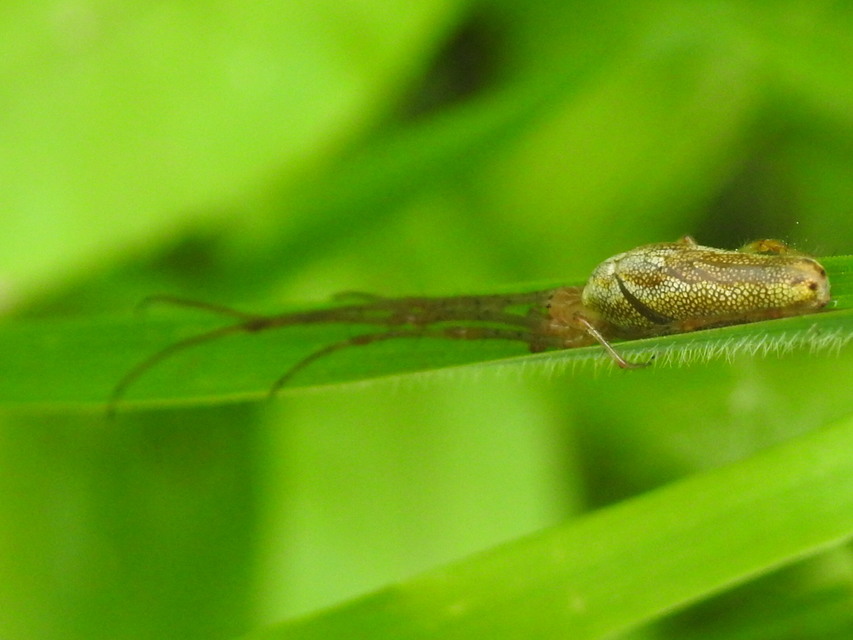 Tetragnatha