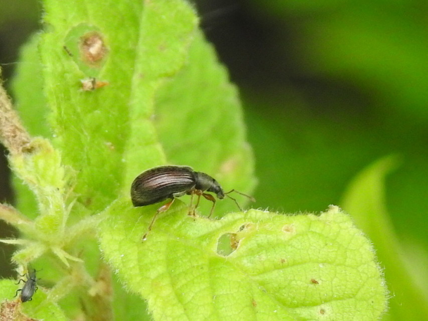 Phyllobius oblongus - közönséges levélormányos