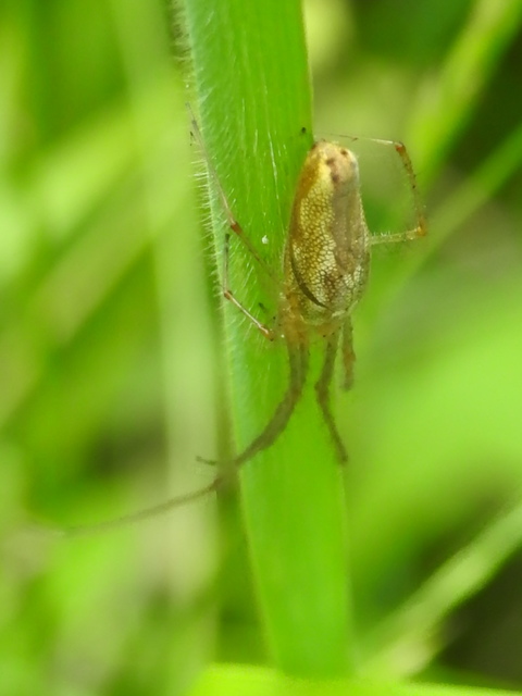 Tetragnatha