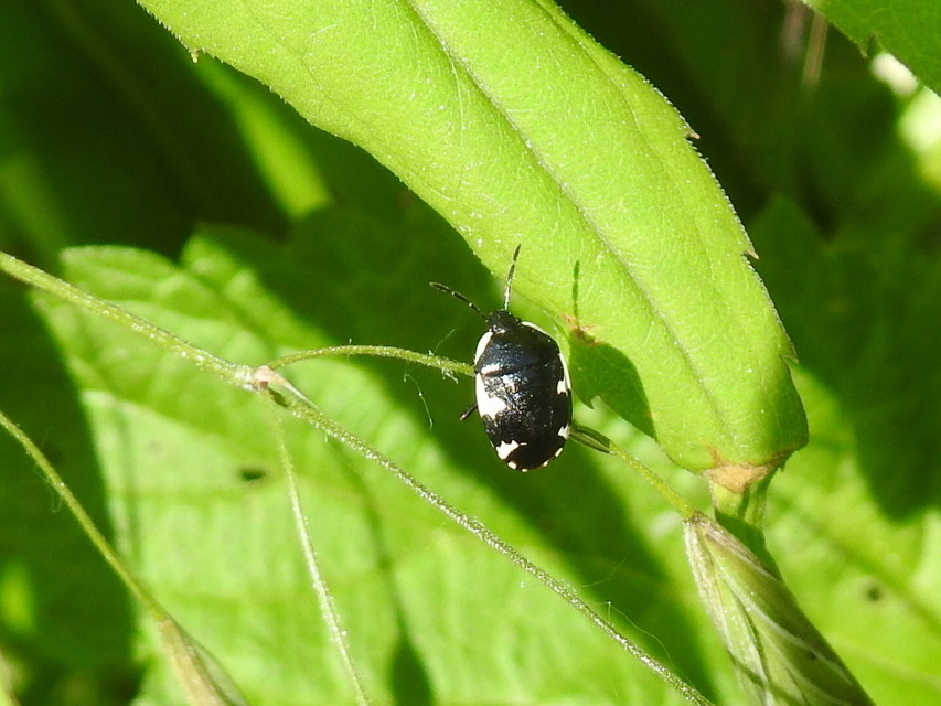 Tritomegas sexmaculatus - hatfoltos földipoloska