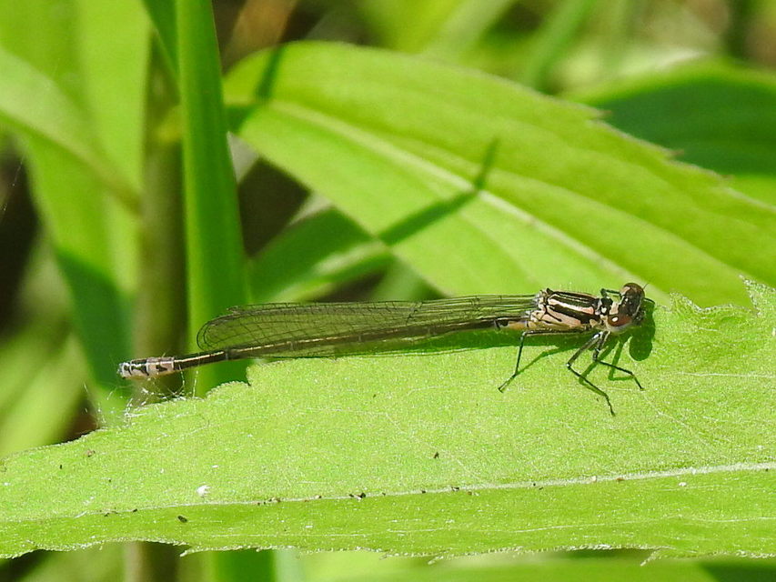 Coenagrion pulchellum - karcsú légivadász Coenagrion pulchellum - karcsú légivadász