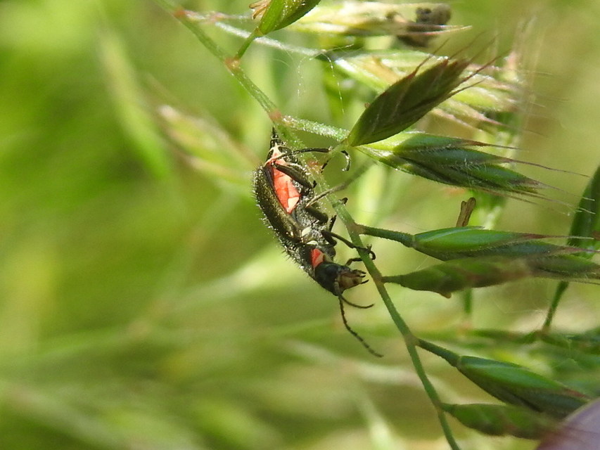 Malachius bipustulatus - kétfoltos bibircsesbogár
