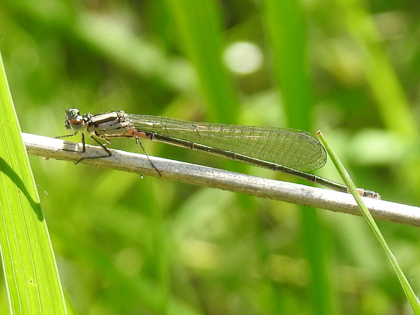Coenagrion pulchellum - karcsú légivadász Coenagrion pulchellum - karcsú légivadász