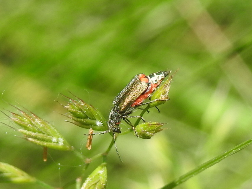 Malachius bipustulatus - kétfoltos bibircsesbogár
