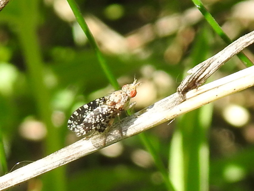 Trypetoptera punctulata - pirosszemű szarvaslégy