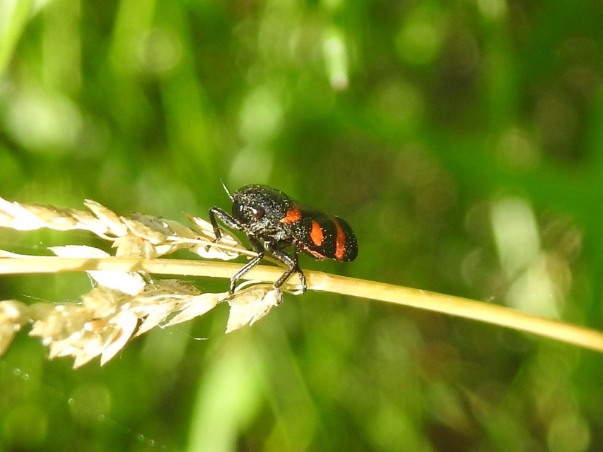 Cercopis