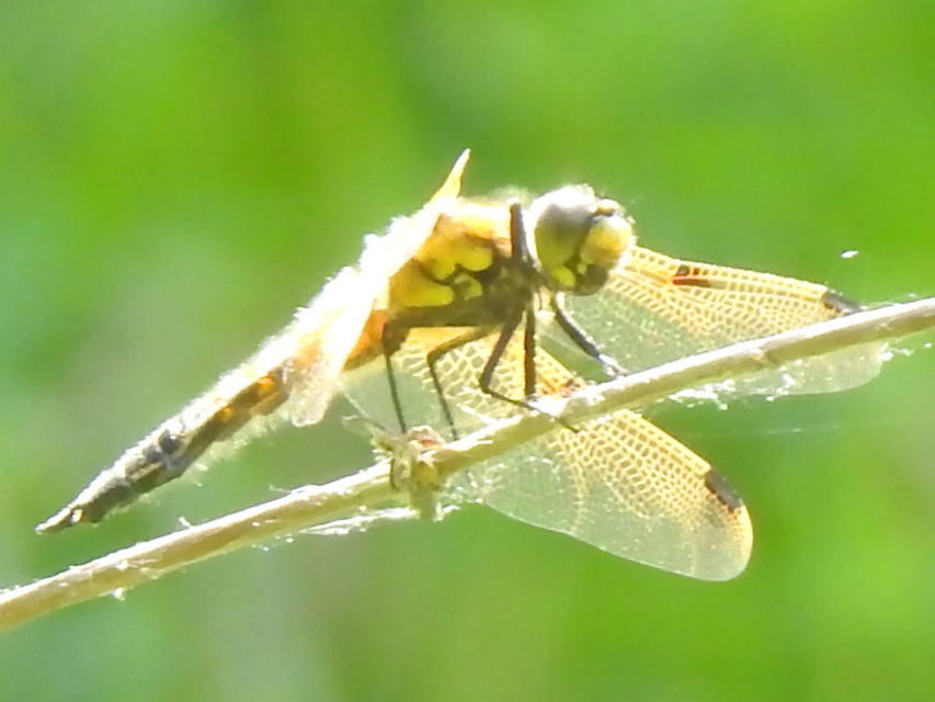 Libellula quadrimaculata - négyfoltos laposacsa