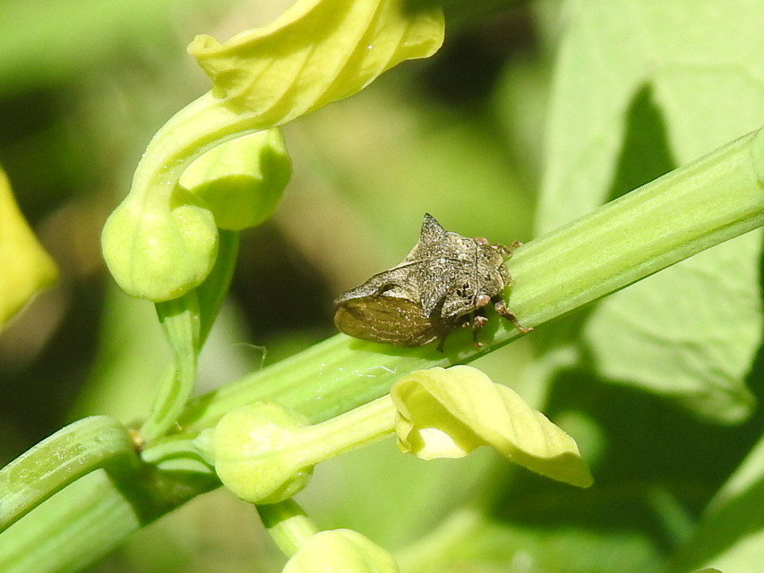 Centrotus cornutus - szarvaskabóca
