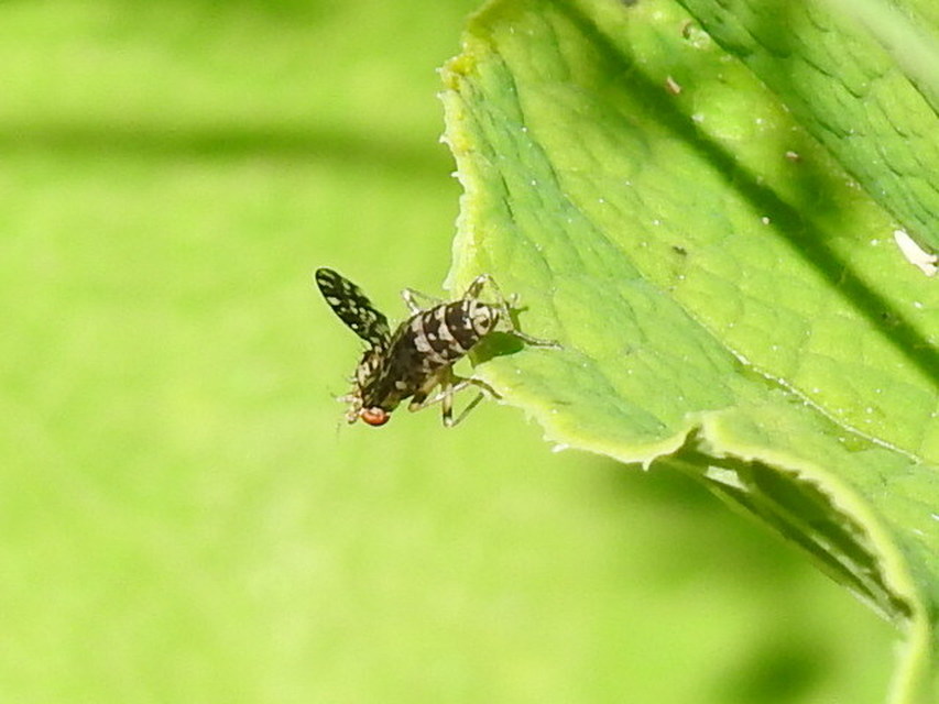 Callopistromyia annulipes - pávalégy