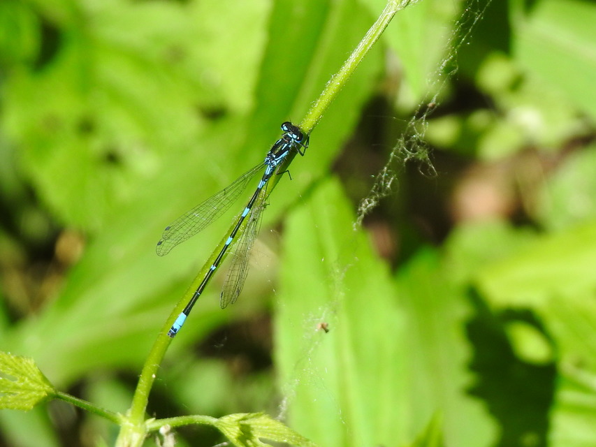 Coenagrion pulchellum - karcsú légivadász Coenagrion pulchellum - karcsú légivadász