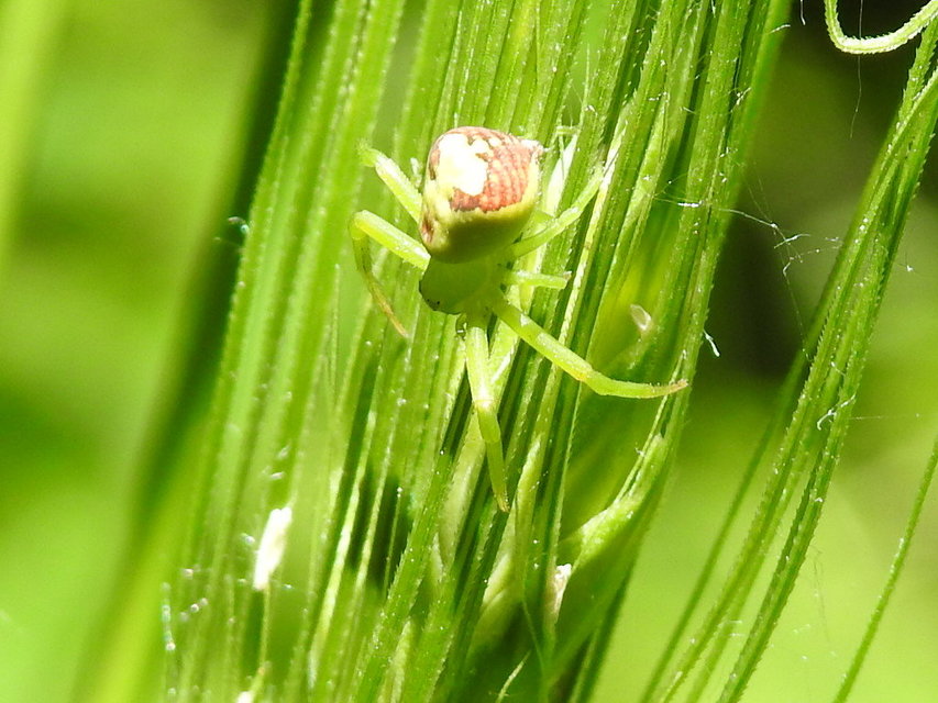 Ebrechtella tricuspidata - alakoskodó karolópók