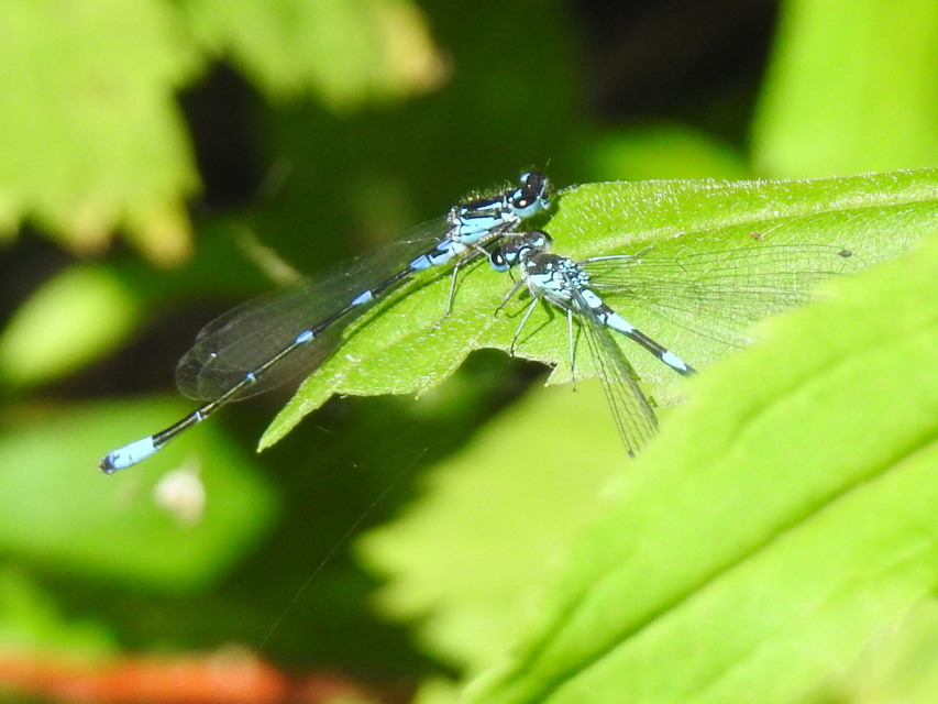 Coenagrion pulchellum - karcsú légivadász Coenagrion pulchellum - karcsú légivadász