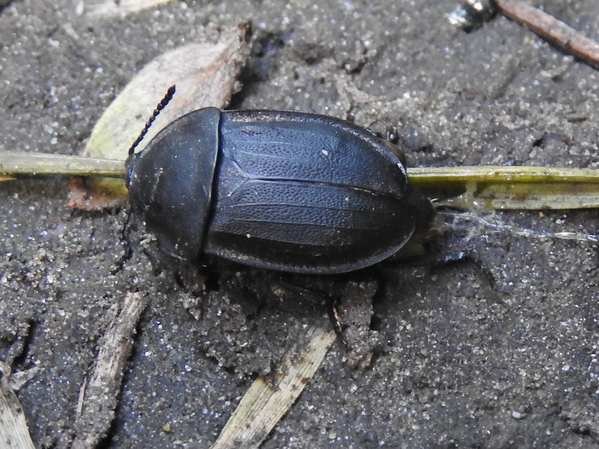 Silpha obscura - közönséges dögbogár