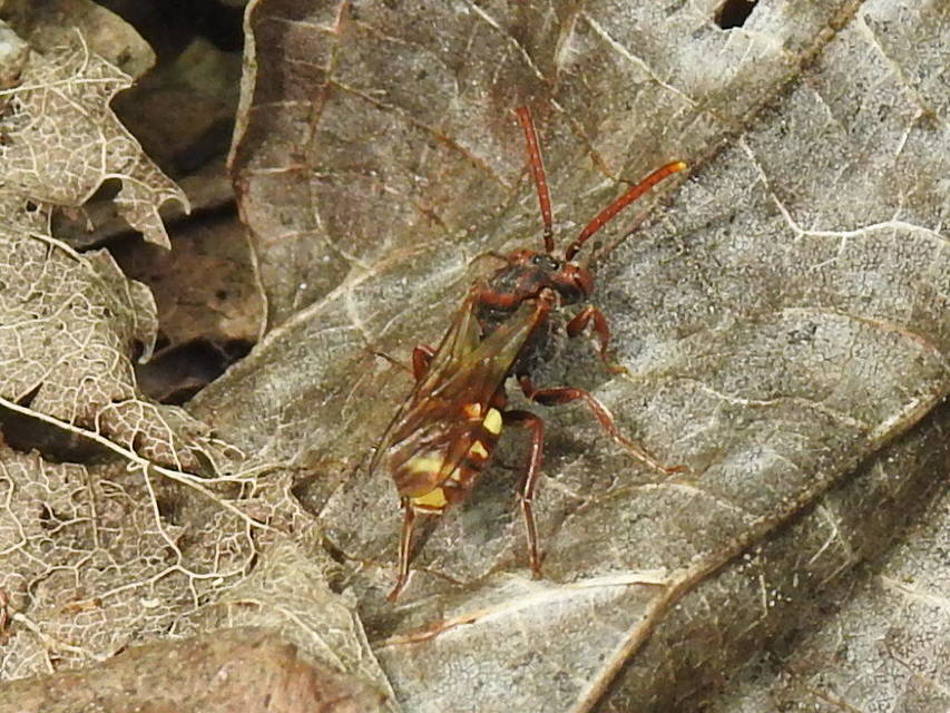 Nomada