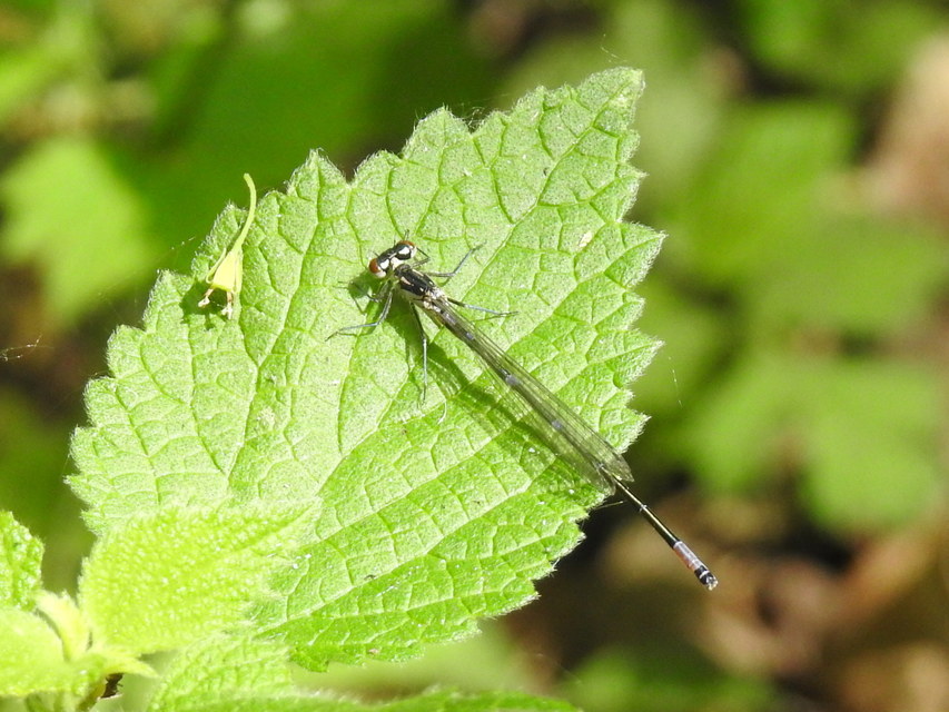 Coenagrion pulchellum - karcsú légivadász