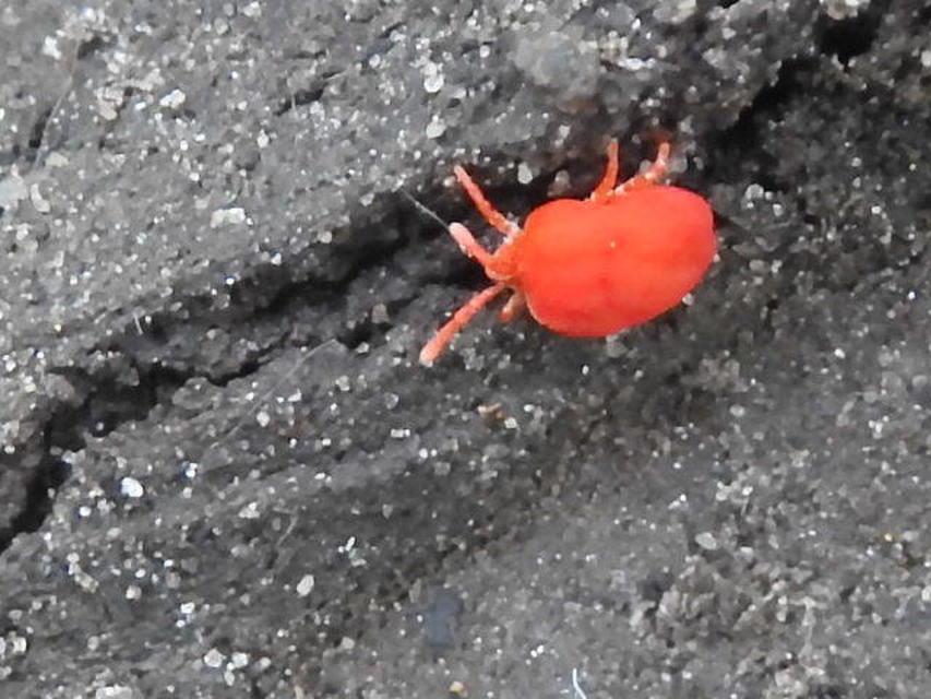Trombidiidae