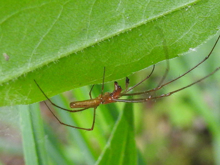 Tetragnatha