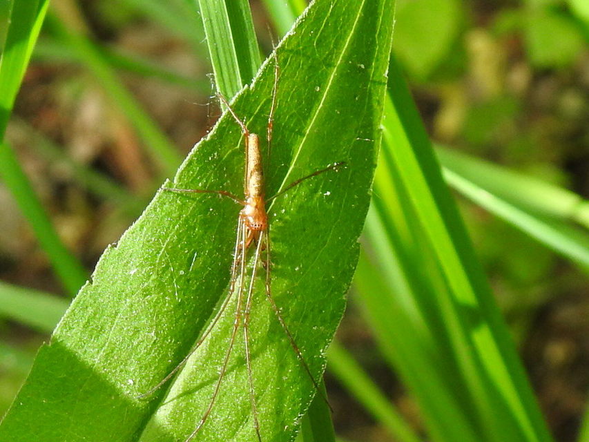 Tetragnatha